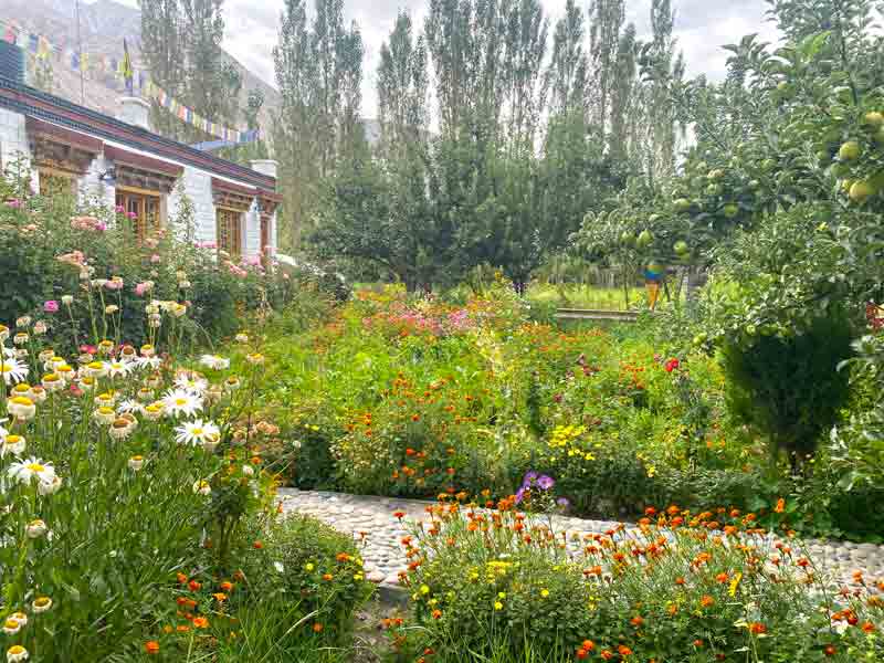 Homestay garden aples